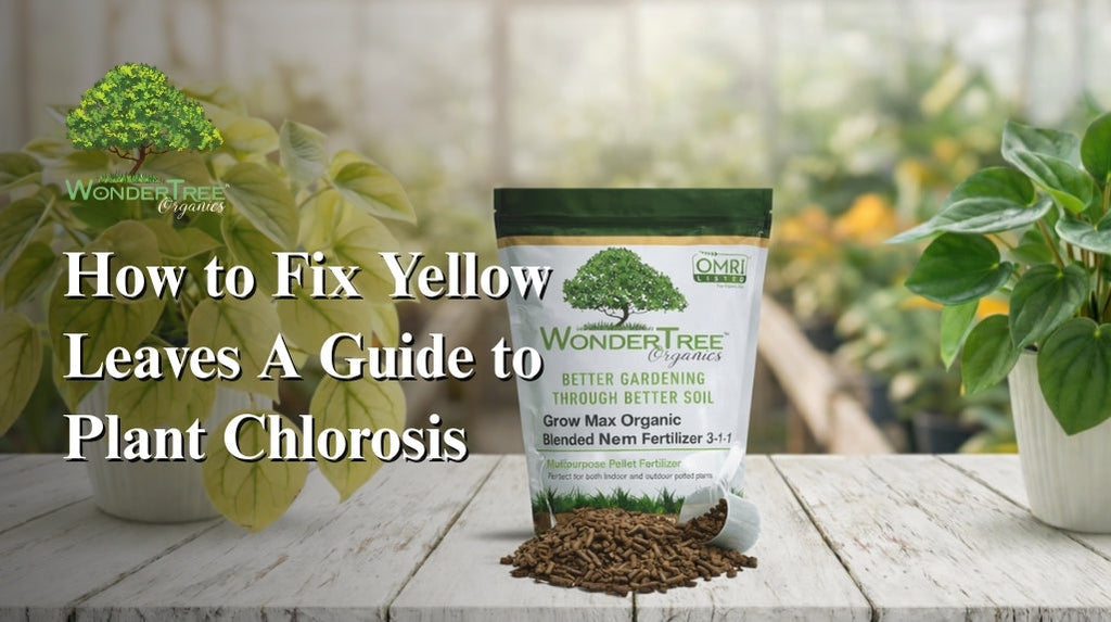How to Fix Yellow Leaves: A Guide to Plant Chlorosis